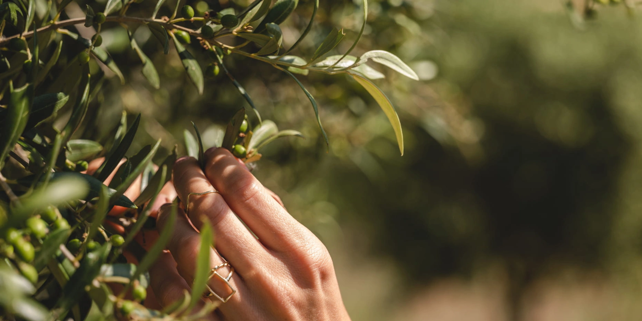 four seasons mallorca formentor spain balearic islands
