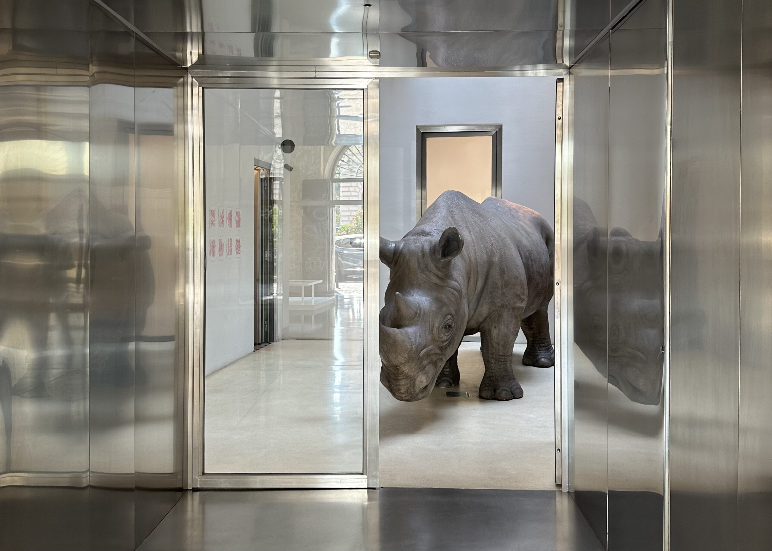 Rhinoceros Roma