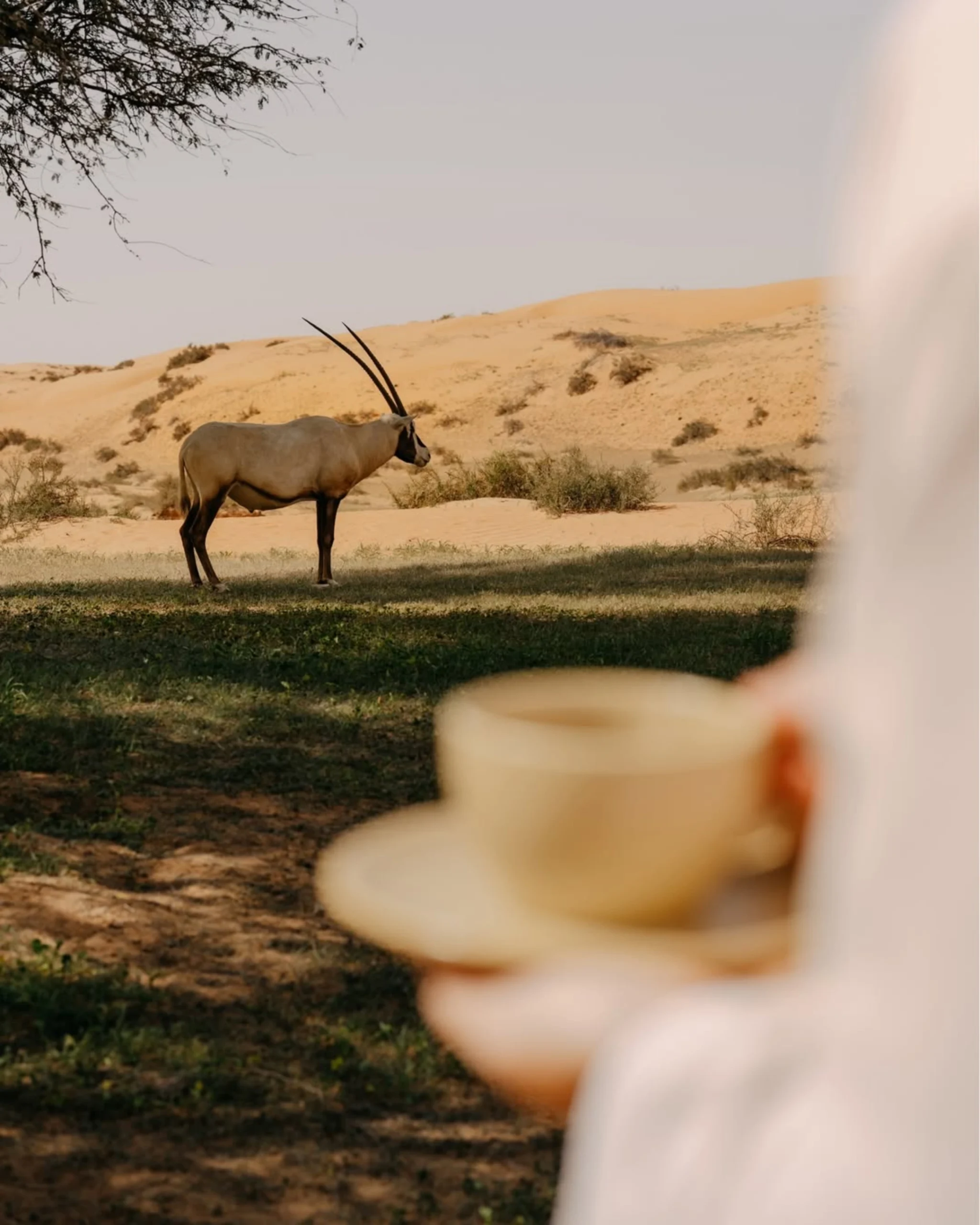 uae long weekend best luxury hotels the ritz carlton al wadi desert ras al khaimah