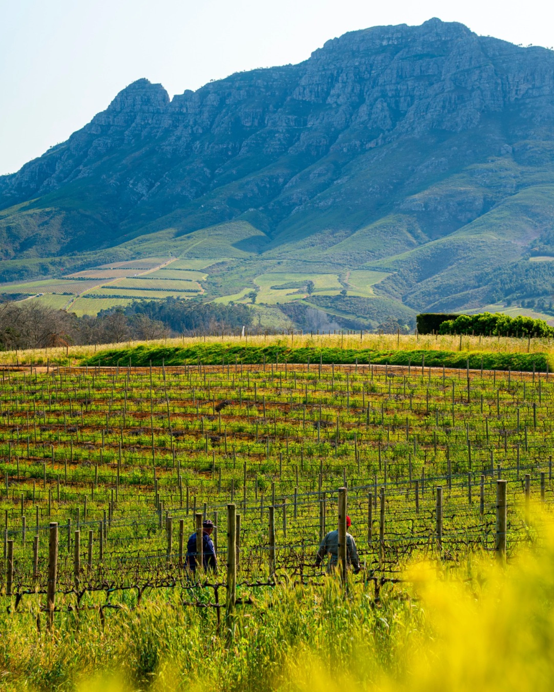 The best Vineyard Hotels to visit this autumn