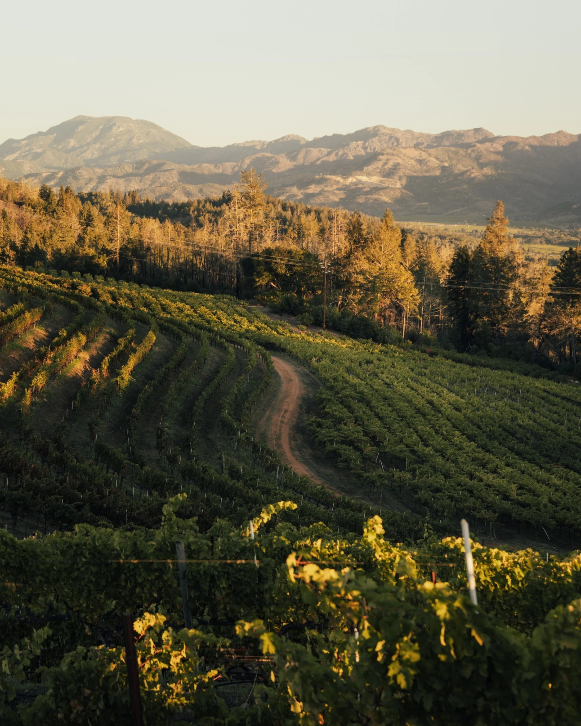 The best Vineyard Hotels to visit this autumn