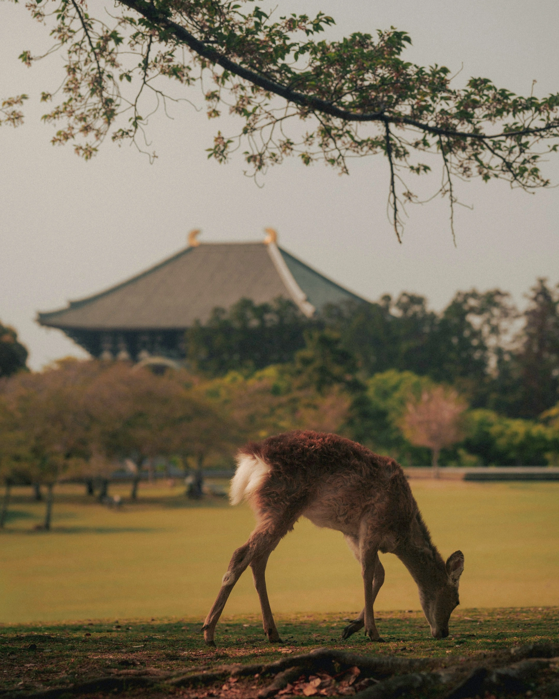 Japan Autumn Travel Guide