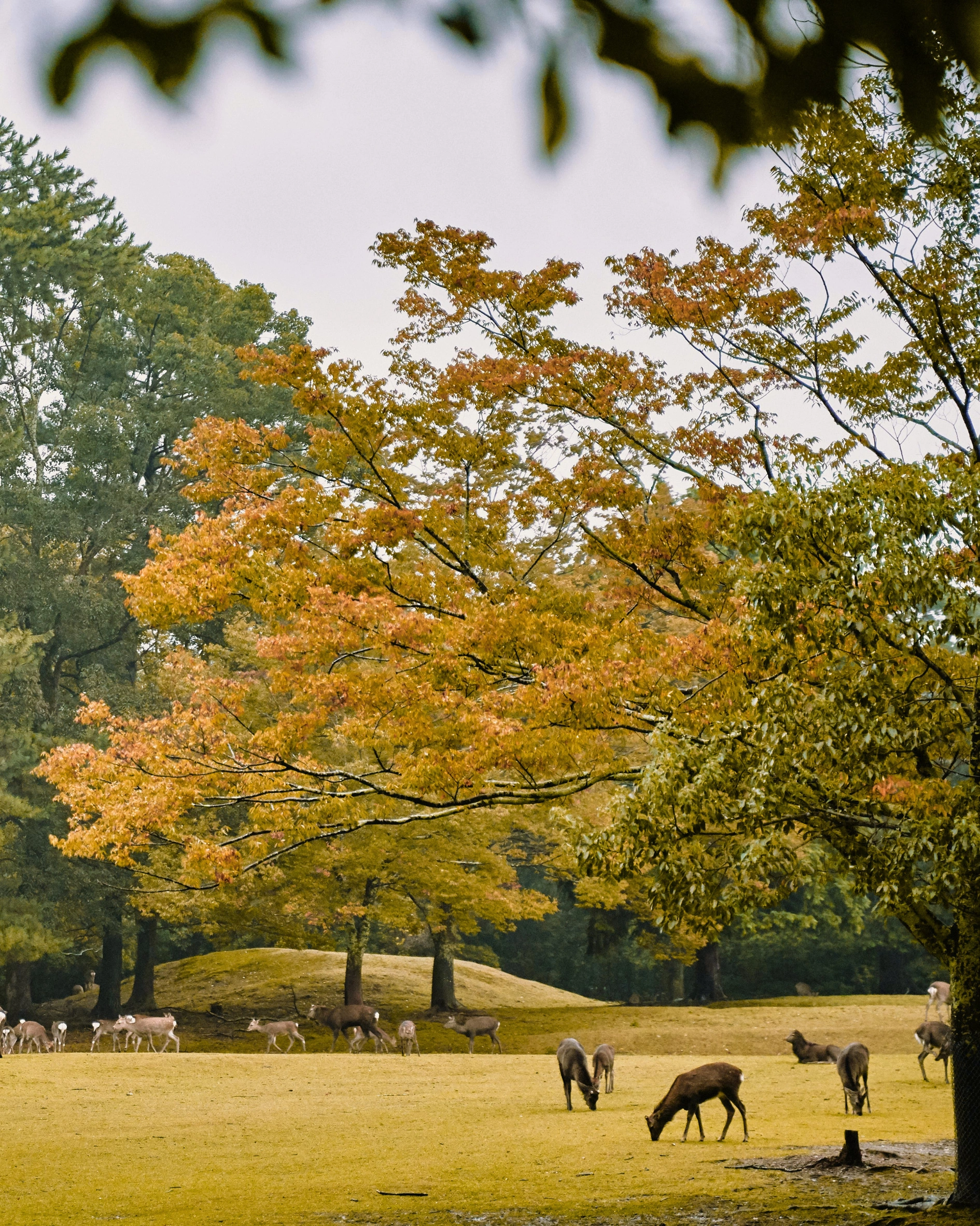 Japan Autumn Travel Guide